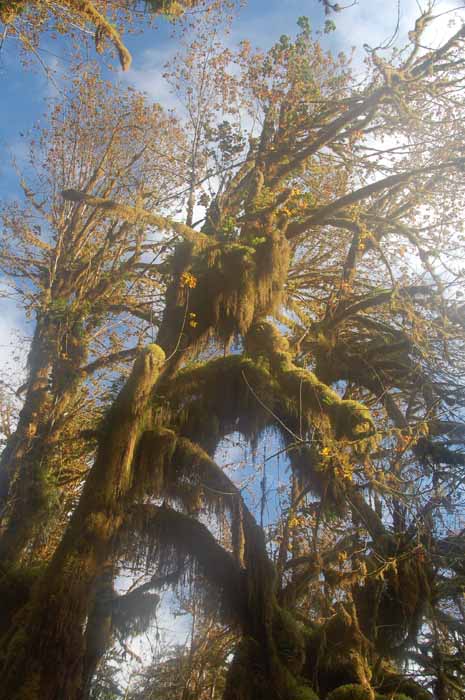 Hoh rain forest
